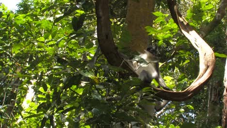 el langur de thomas, presbytis thomasi, langur de thomas, dos hembras con becerros bebés jugando saltando en una espesa liana a través del dosel de la selva tropical