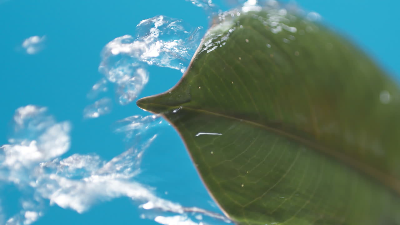 Verticale: Gocce d'acqua gocciolano dalle foglie verdi sullo sfondo blu