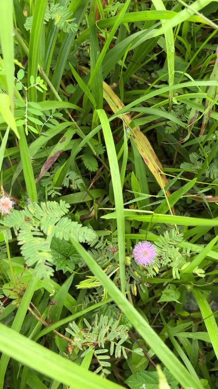 Pianta sensitiva con fiori viola e foglie verdi ricoperte di rugiada
