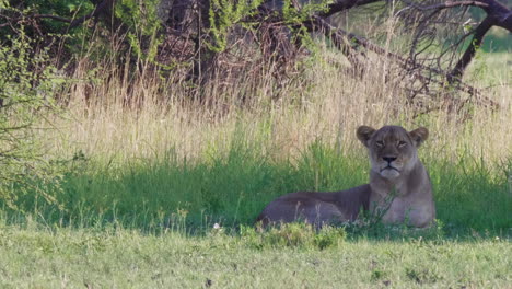 a female lion laying under the shade of a trees in nxai pan, botswana - wide shot