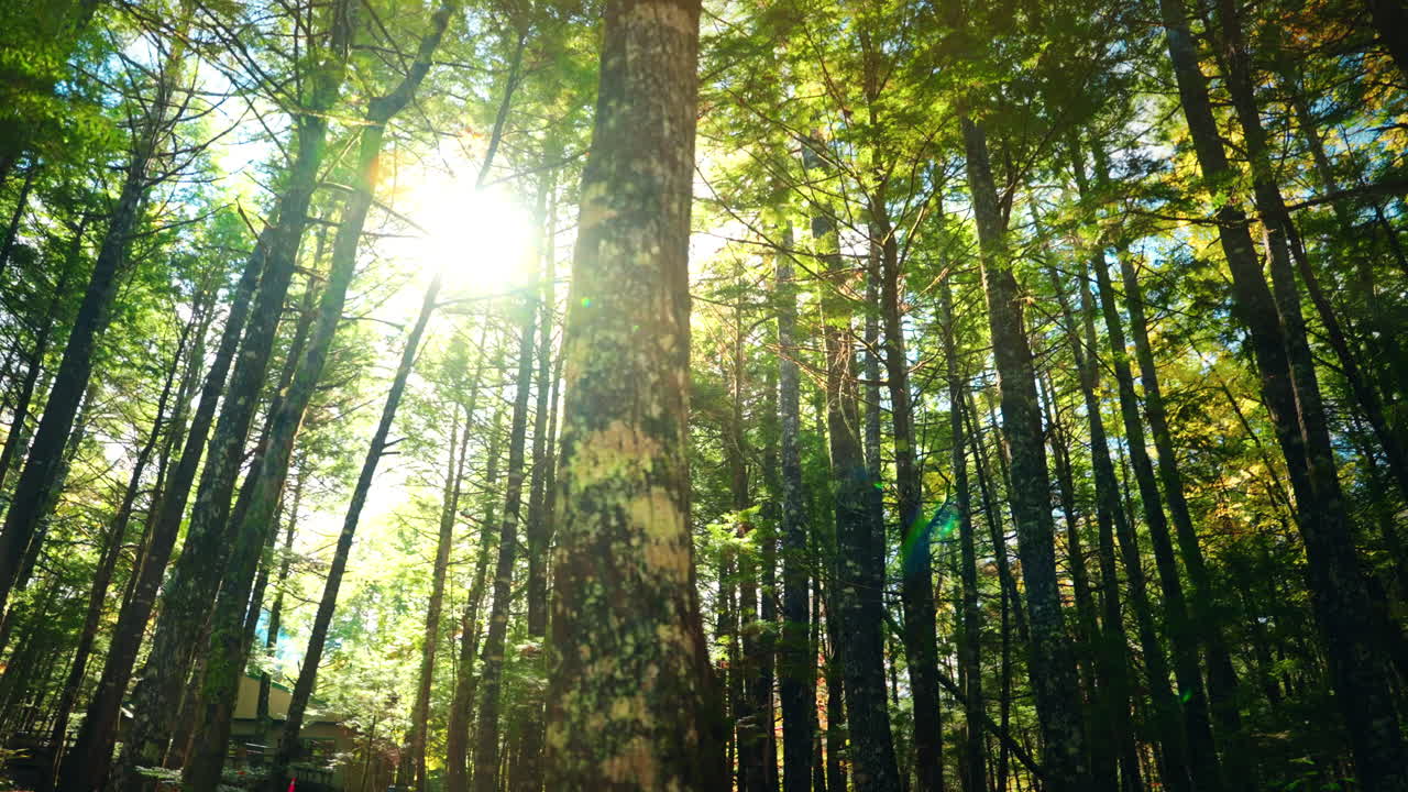 Exploring the dense forest of the Kejimkujik National Park in Nova Scotia, Canada. View of the high trees and sun rays coming through the tree foliage. Natural harmony and stillness.