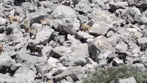 Group-Of-Domestic-Goats-Climbing-On-The-Rocks-Of-A-Mountain-In-Greece