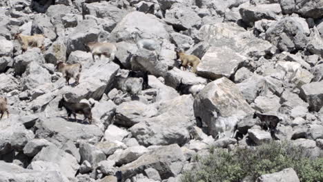 grupo de cabras domésticas escalando en las rocas de una montaña en grecia