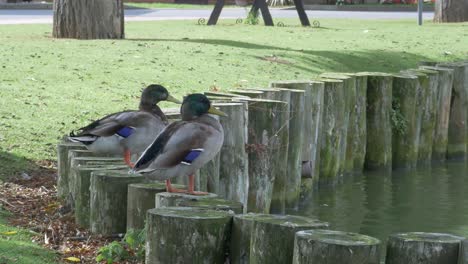 Zwei-Enten-Sitzen-Auf-Baumstämmen-Neben-Einem-Teich