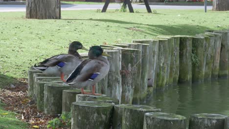 two ducks sitting on logs next to a pond