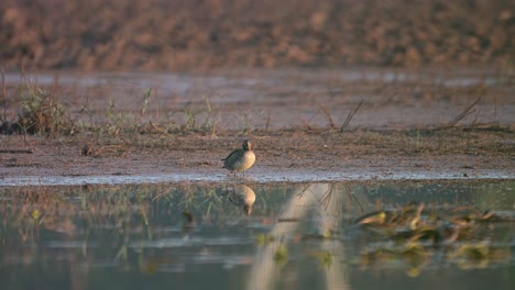 green winged teal with reflection in water resting outside the water in morning