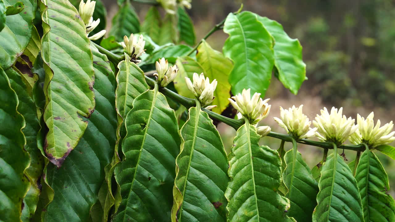 primer plano de una lujosa planta de café florecida con flores blancas