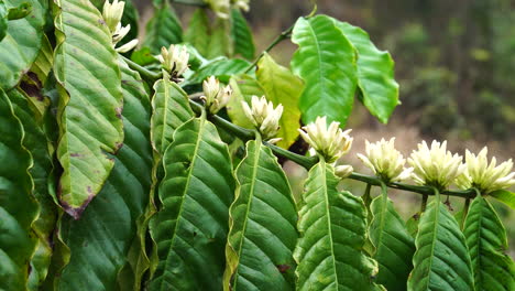 close-up of luxurious coffee plant bloomed with white flowers