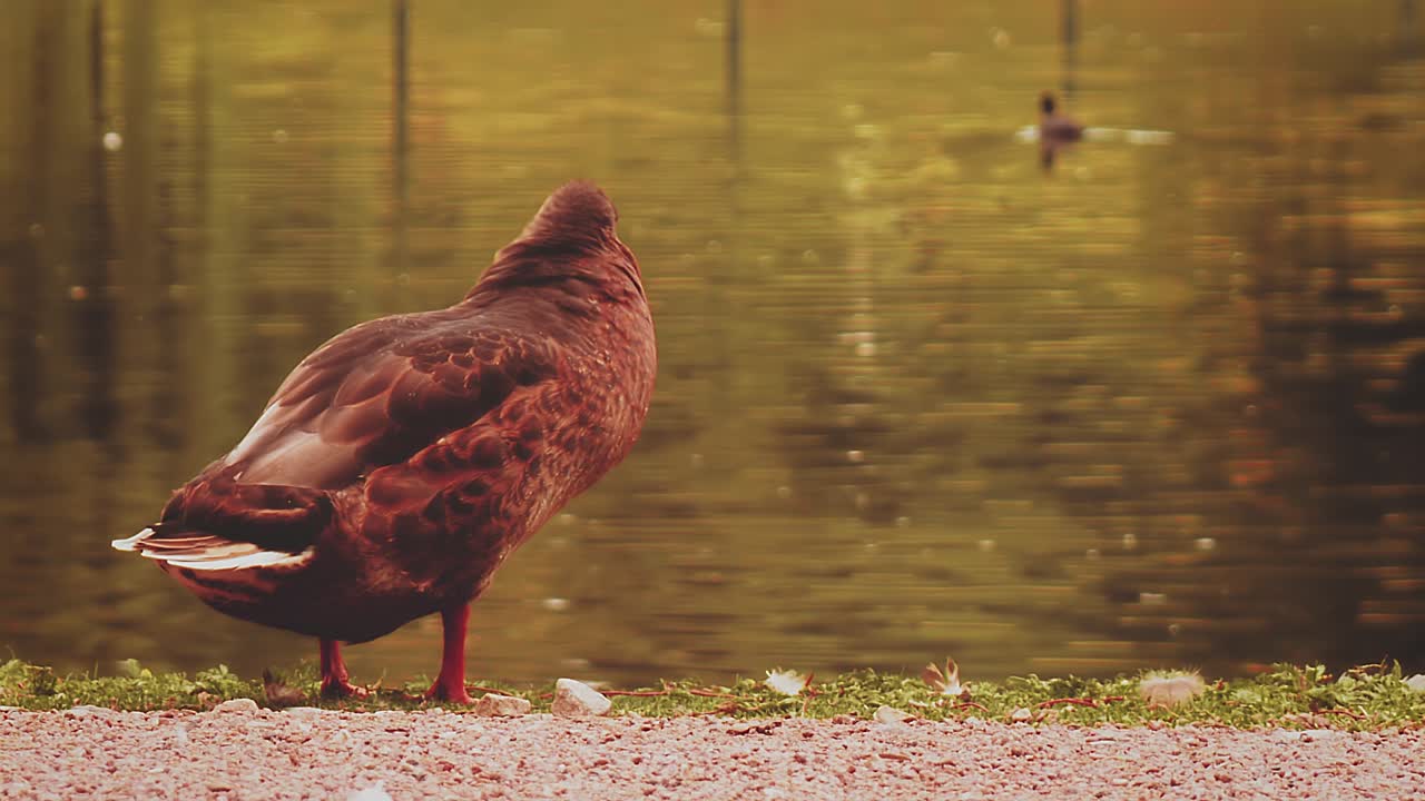 폭포 전체 샷에 가까운 오리
