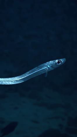 close-up of a transparent deep sea fish