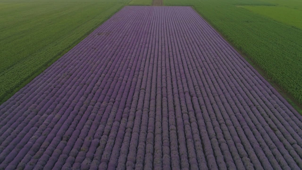 vuelo sobre un campo de lavanda en flor