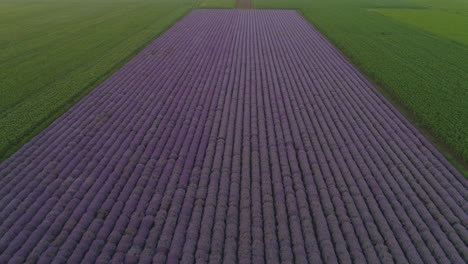 Flug-über-Ein-Blühendes-Lavendelfeld