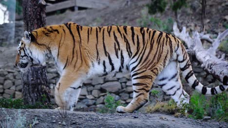 Tiger-walking-in-the-forest-over-some-tree-trunks