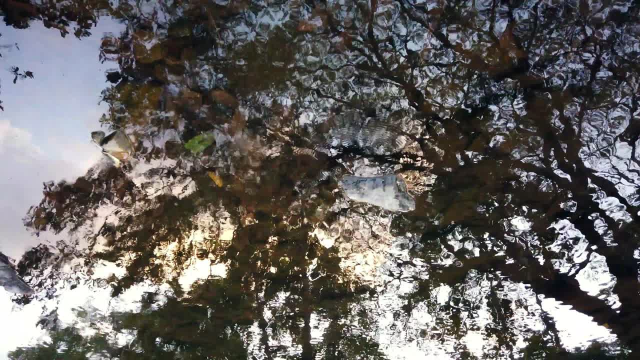 trees reflected off the water