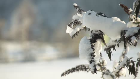 still shot of snow sitting on a trees branch