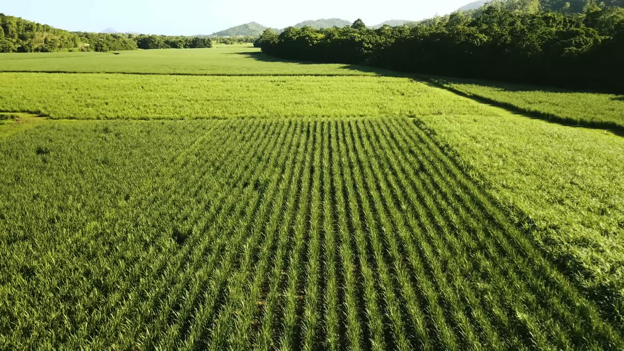 Aerial view of sugarcane field