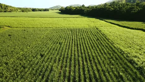 vista aérea del campo de caña de azúcar
