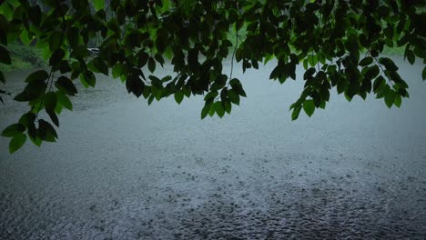 Esta-Lloviendo-En-El-Bosque