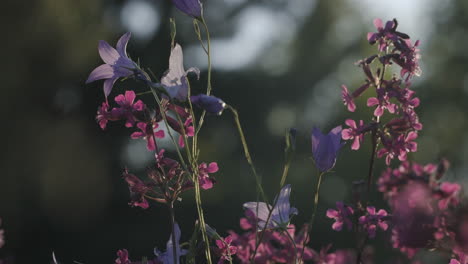 purple and pink wildflowers in sunlight