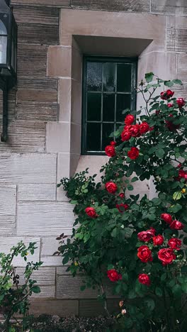 red roses blooming by a stone building window