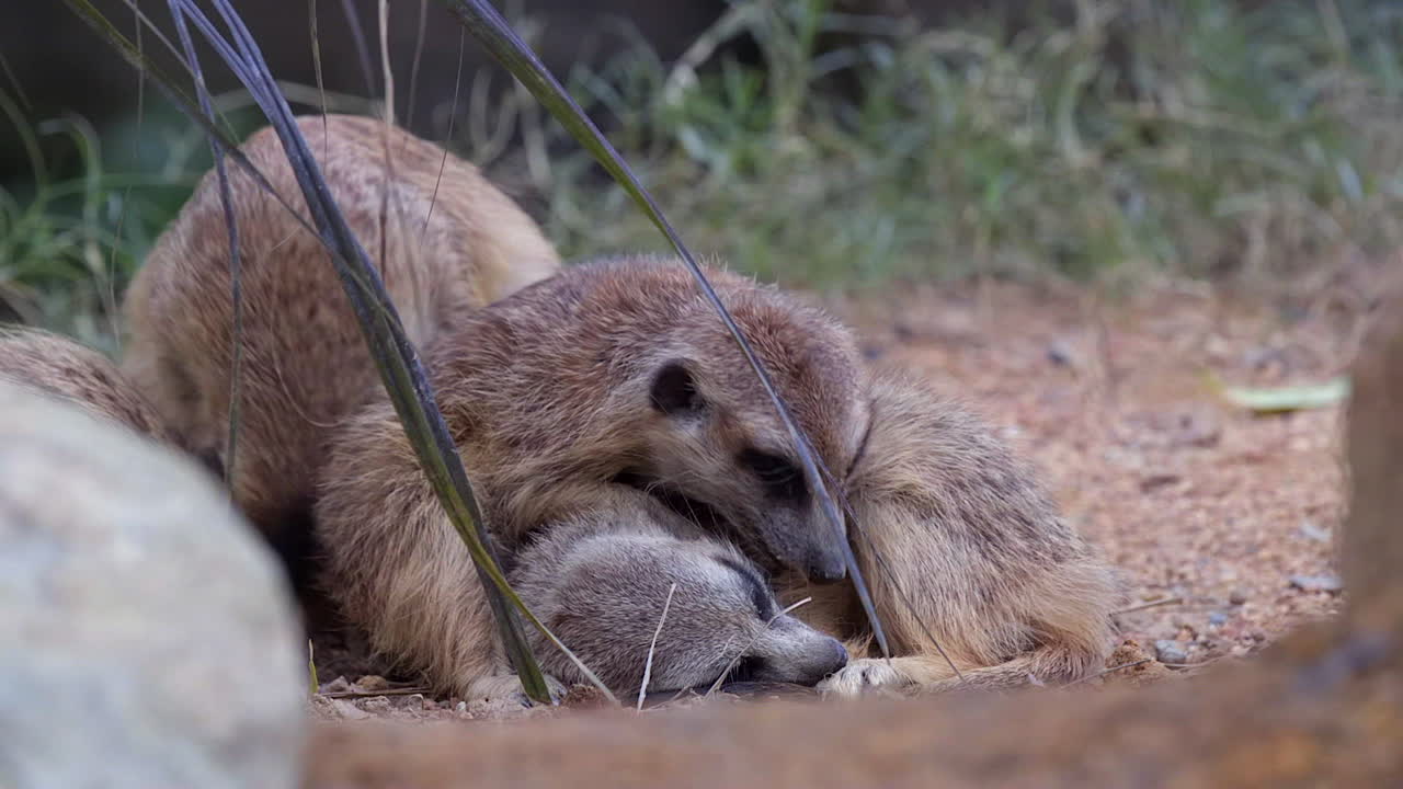 meerkats acurrucados juntos para calentarse y durmiendo en el suelo, uno mirando la cámara y otro caminando buscando un lugar para acostarse - cerrar