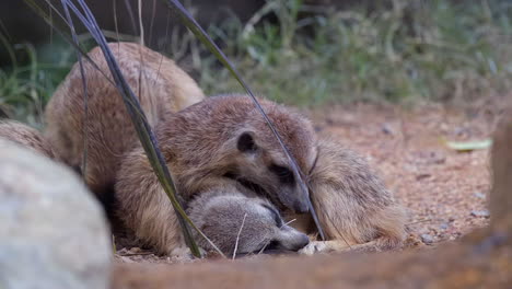 meerkats cuddled together for warmth and sleeping on the ground, one looking at the camera and another walking around looking for a place to lay down - close up