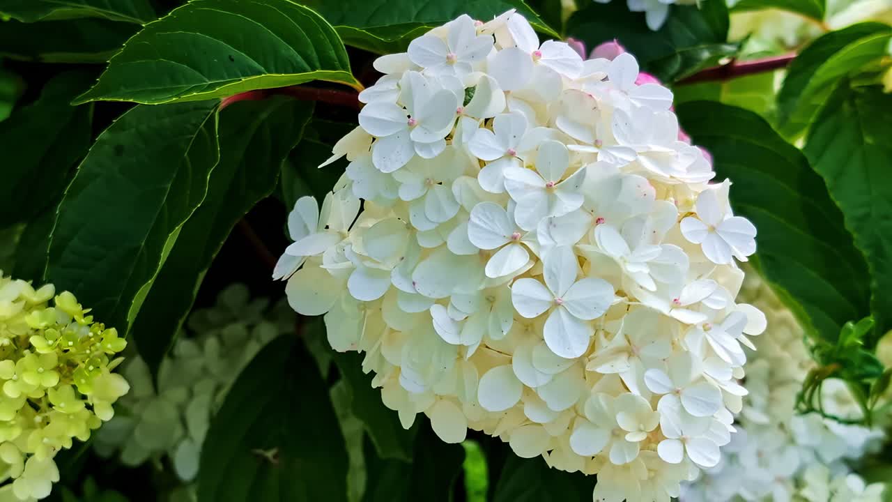 Close-up of blooming white hydrangea surrounded by lush green summer garden