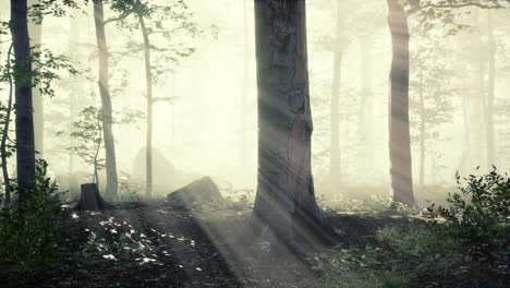 sun-light-in-the-fairy-foggy-forest