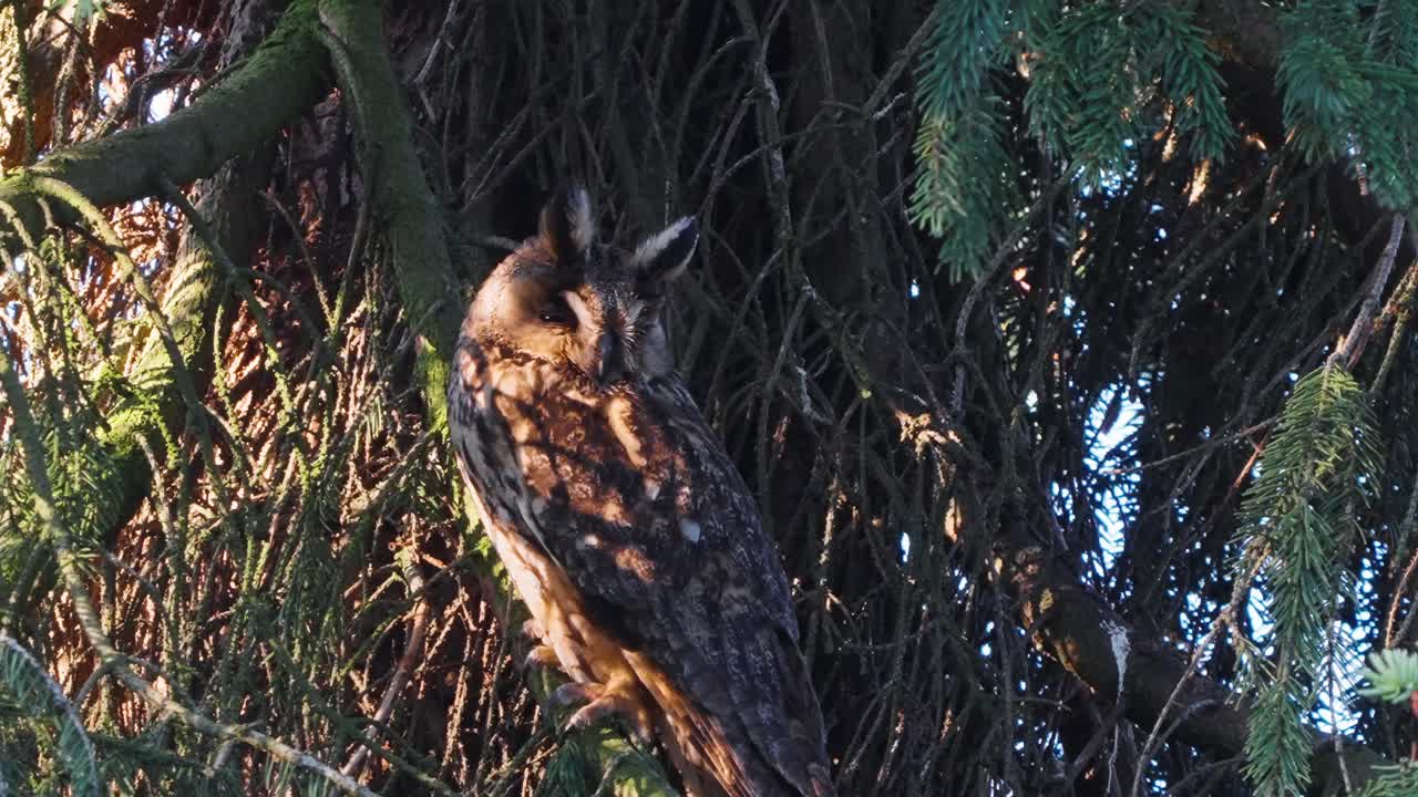 búho de orejas largas en un árbol conífero mirando sus alrededores en el bosque
