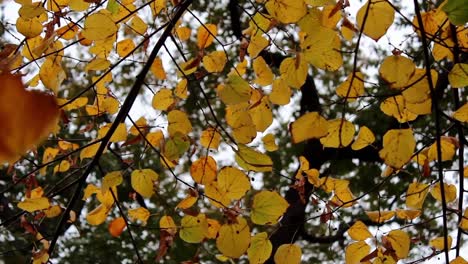 Herbst-Waldlandschaft-Bäume-Blatt