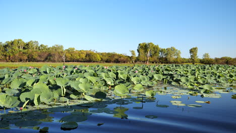 Water-lilies-in-Kakadu