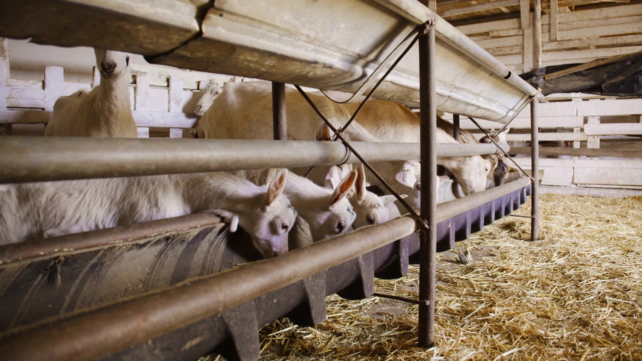 Une chèvre blanche adulte repoussant un chevreau de l'auge dans une grange.