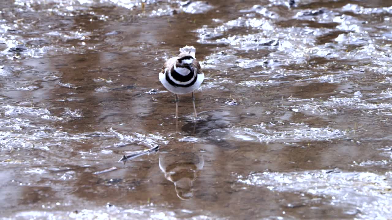 Killdeer walking in mud flats