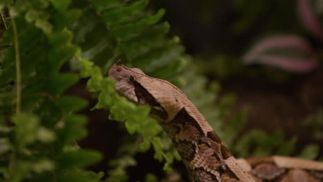 gaboon viper looking for prey in forested area - side profile