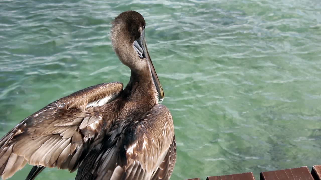 Pellicano bruno che si liscia le piume vicino all'acqua limpida dell'oceano.
