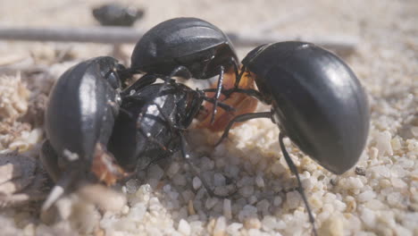 close up of beetles