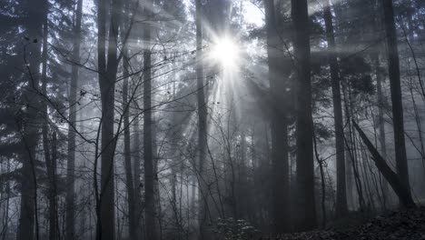 mystical forest with sunshine and fog