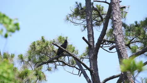 Young-eaglet-right-after-fledging-the-nest-is-perched-on-a-pine-tree-limb