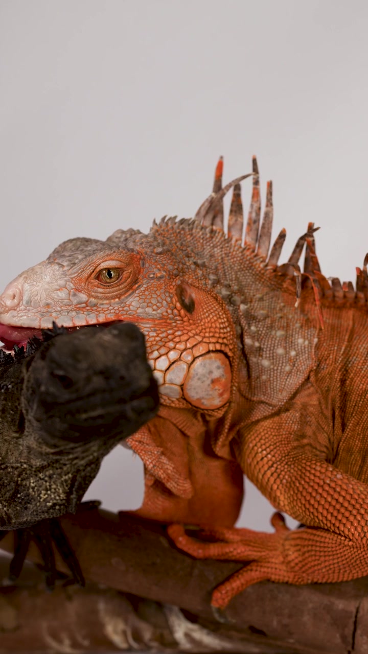 Primo piano in studio di un'iguana rossa e un'iguana nera che riposano su un ramo di legno