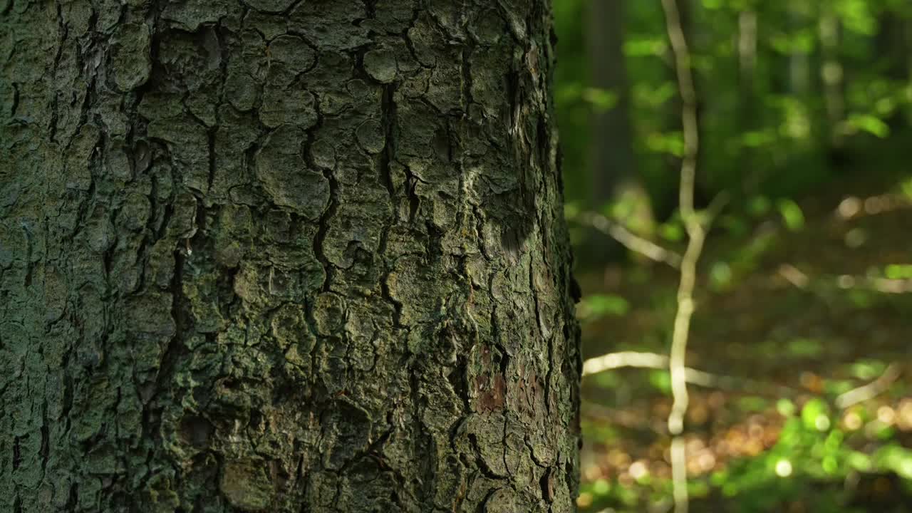 primer plano de la corteza de un árbol en un bosque