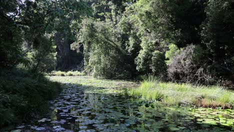 a peaceful river winding through a dense forest