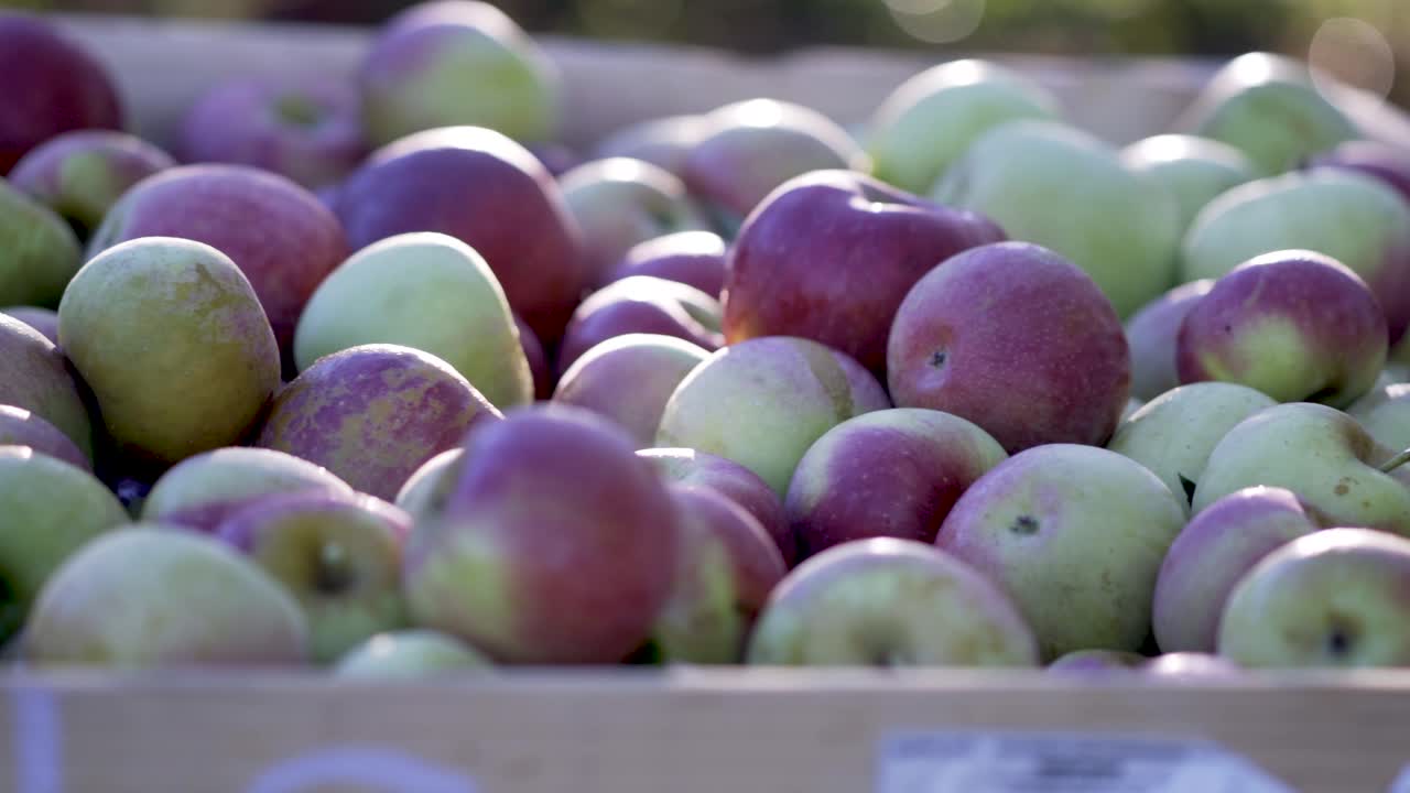 A basket full of ripe apples ready for harvest
