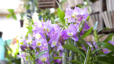 beautiful ornamental lilac orchids flowers in indoor garden