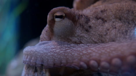 octopus head and respiratory system close-up