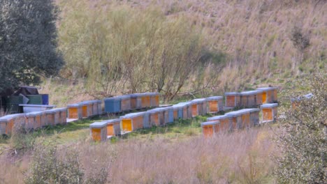 Una-Breve-Panorámica-De-Tres-Filas-De-Colmenas