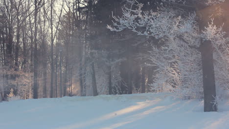 Winter-scene.-Morning-sunlight-in-winter-park.-Sunrise-in-winter-park