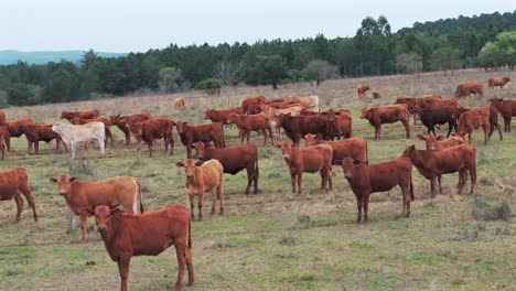 drone footage of a herd of brown cattle standing and watching as the drone slowly flies over them