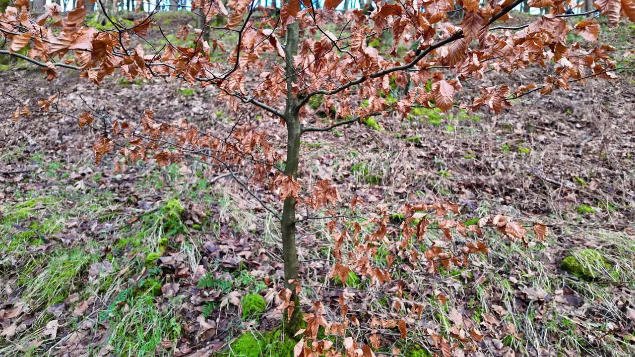 어린 나무 에 있는 황금 잎