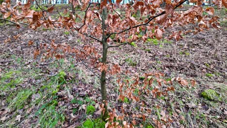 hojas doradas en un árbol joven