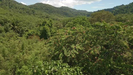 aerial 4k drone of tropical valley on island with bamboo, tropical trees and mountains